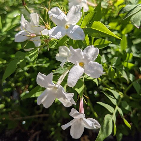 Plant for sale near me - Perovskia (Russian Sage) is a superbly-adapted shrub, suited to harsh, erratic conditions where it’s at its best. Perovskia is one of the most common perennial plants featured in drought-resistant landscapes. Fertile soil and too much water make the Perovskia plants lanky and …